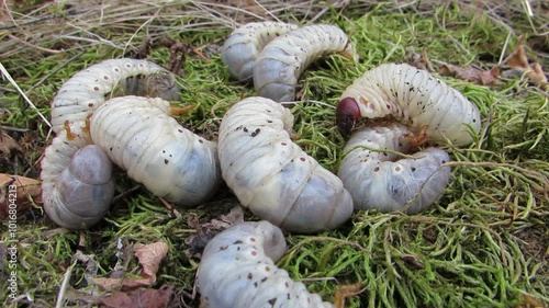 Thick and white larvae of the stag beetle are buried under the moss of many larvae