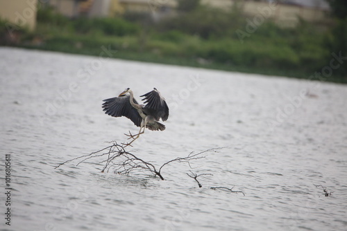 Heroin flying and hunting