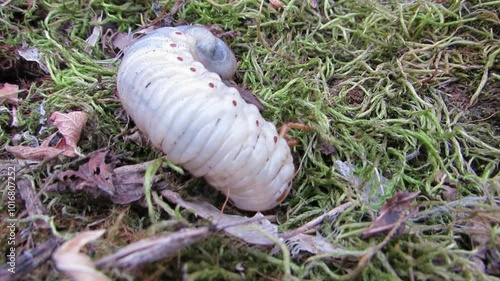 The white stag beetle larva burrows under the moss of the stag beetle larva