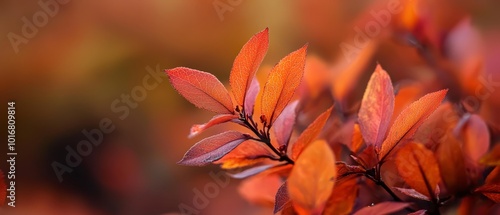  A tight shot of an orchestra-red and scarlet-hued plant in the foreground, against a softly blurred background