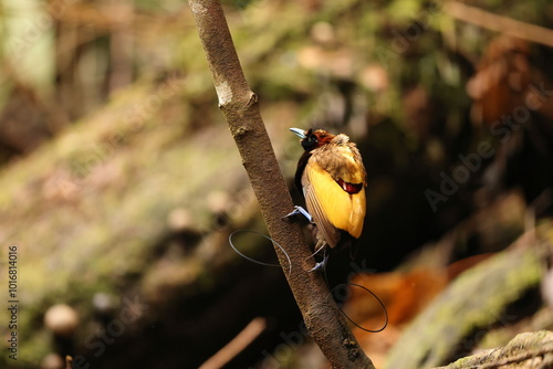 The magnificent bird-of-paradise (Diphyllodes magnificus) is a species of bird-of-paradise. This photo was taken in Arfak mountain, Indonesia. photo