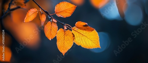  A tree branch bearing yellow leaves, foreground; orange leaf-blurred background