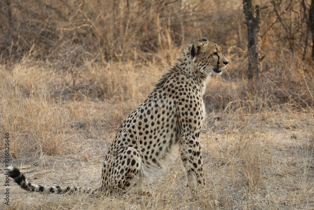 Naklejka premium Guépard dans le parc Kruger - Afrique du Sud