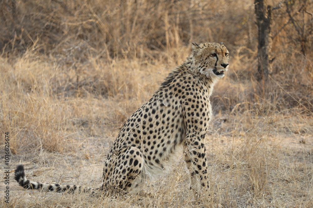 Naklejka premium Guépard assis - Afrique du Sud