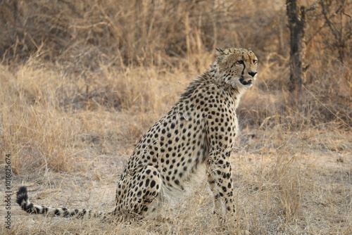 Guépard assis - Afrique du Sud