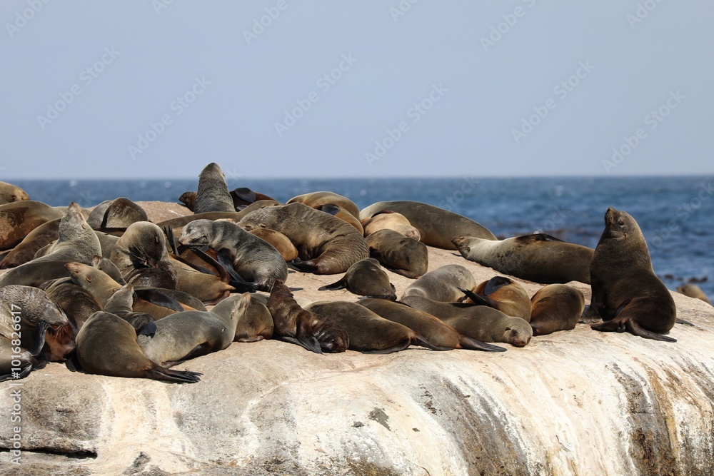 Fototapeta premium Phoques à fourrure du Cap - Cape Town