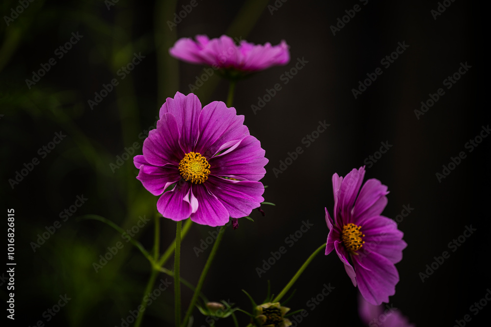 Graceful cosmos flowers with pink petals on dark natural background. chamomile. Cosmos. decorative garden plants Graceful cosmos flowers with pink petals on dark natural background. chamomile. Cosmos. decorative garden plants