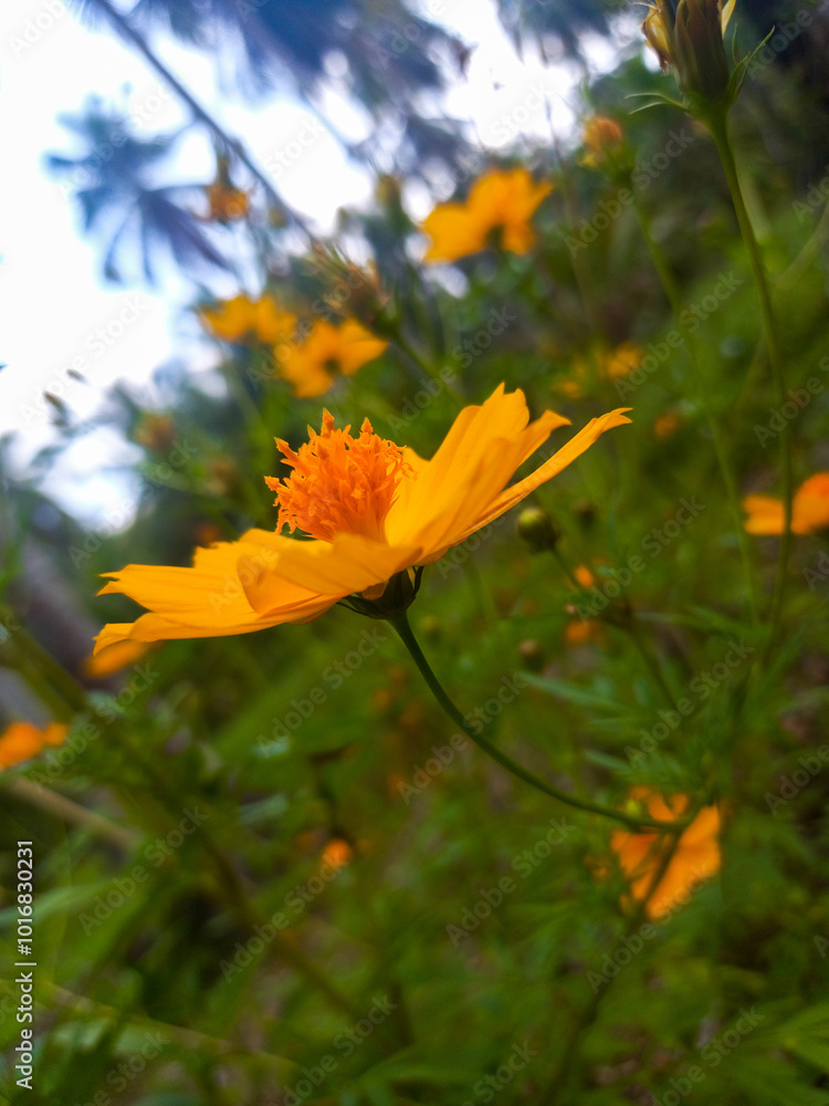 One of the beautiful flowers named cosmos flower. It is beautiful, soft, and colorful flowers and long and slender stems
One of the beautiful flowers named cosmos flower. It is beautiful, soft, and colorful flowers and long and slender stems