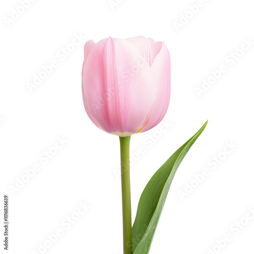 Elegant pink tulip with green leaves on a transparent background