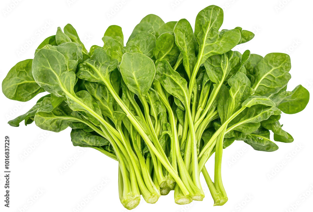Fresh spinach leaves with stems on a transparent background. Fresh spinach leaves with stems on a transparent background.