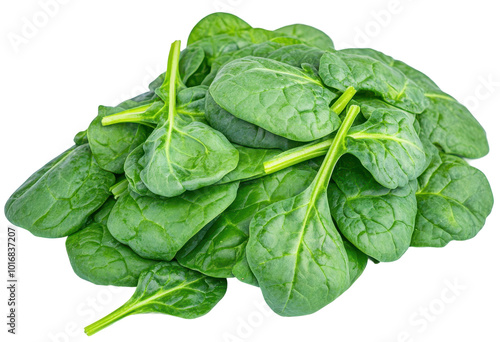 Pile of fresh spinach leaves, transparent background