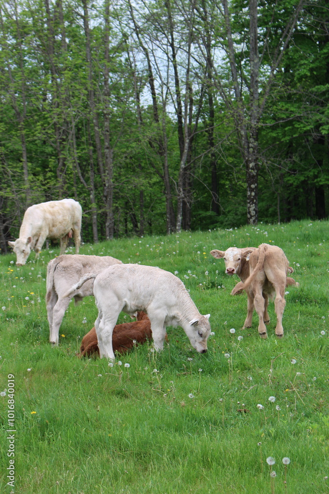 Fototapeta premium Countryside Pasture With Cows and Calf