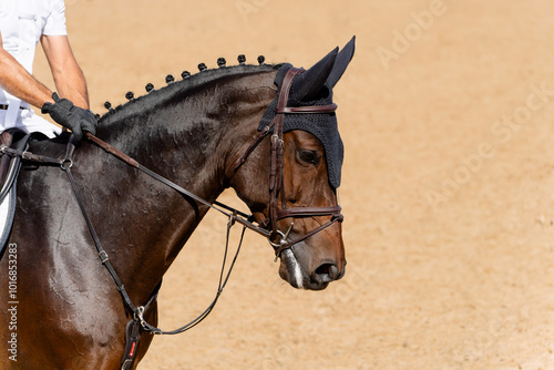 Face portrait of bay competition bay horse in showjumping