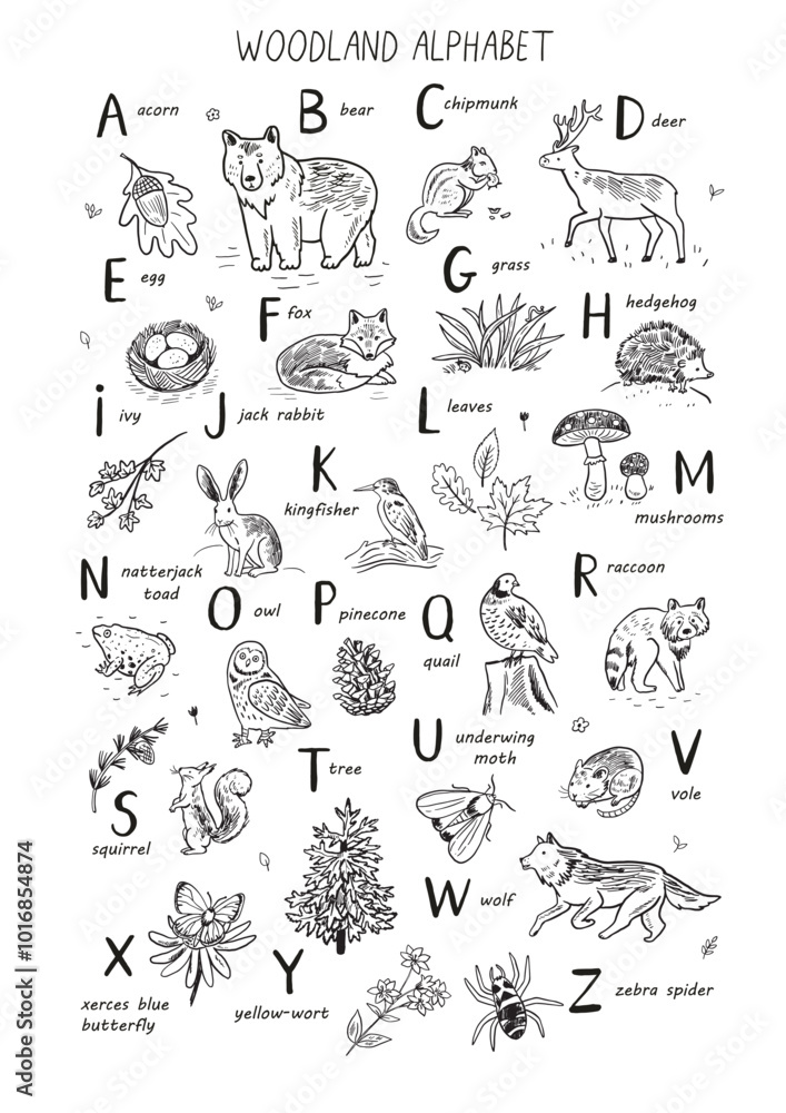 Forest animals woodland alphabet vector line illustrations set poster. Forest animals woodland alphabet vector line illustrations set poster.