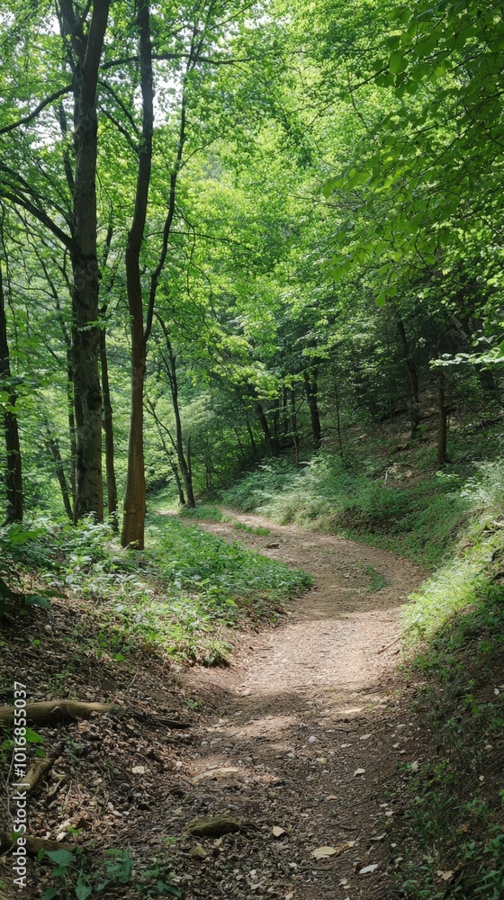 Winding forest trail meandering through lush greenery on a bright summer day Winding forest trail meandering through lush greenery on a bright summer day