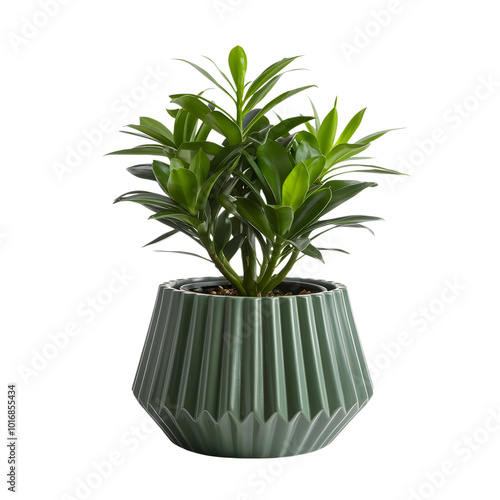 Green potted plant in a pleated pot against a white background