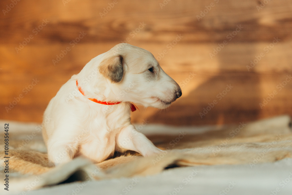 Portrait of lovely and cute russian borzoi dog puppy lying on the bed at sunset Portrait of lovely and cute russian borzoi dog puppy lying on the bed at sunset