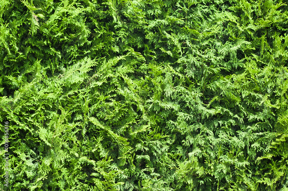 green background, close-up of thuja leaves in the photo green background, close-up of thuja leaves in the photo