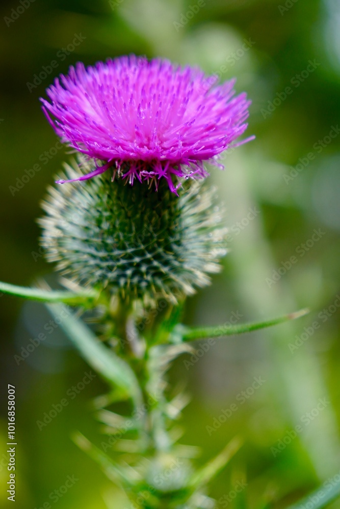 Thistle Flower Thistle Flower