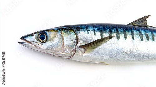 Atlantic mackerel known scientifically as Scomber scombrus is presented against a white backdrop highlighting its striking blue and silver coloring and distinctive body shape. photo