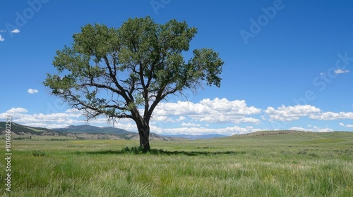 A solitary tree stands gracefully in a vast green meadow under a bright blue sky