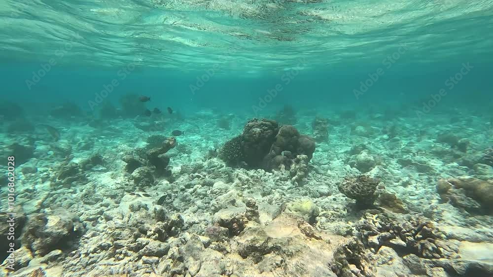 Fish swimming near rocky and coral seabed in Maldives, showcasing vibrant marine life in clear waters. Ideal for diving, snorkeling, and scuba enthusiasts exploring tropical underwater worlds. Fish swimming near rocky and coral seabed in Maldives, showcasing vibrant marine life in clear waters. Ideal for diving, snorkeling, and scuba enthusiasts exploring tropical underwater worlds.