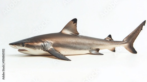 Dogfish Shark known scientifically as Squalus acanthias is depicted against a stark background highlighting its streamlined body and distinct dorsal fins. photo