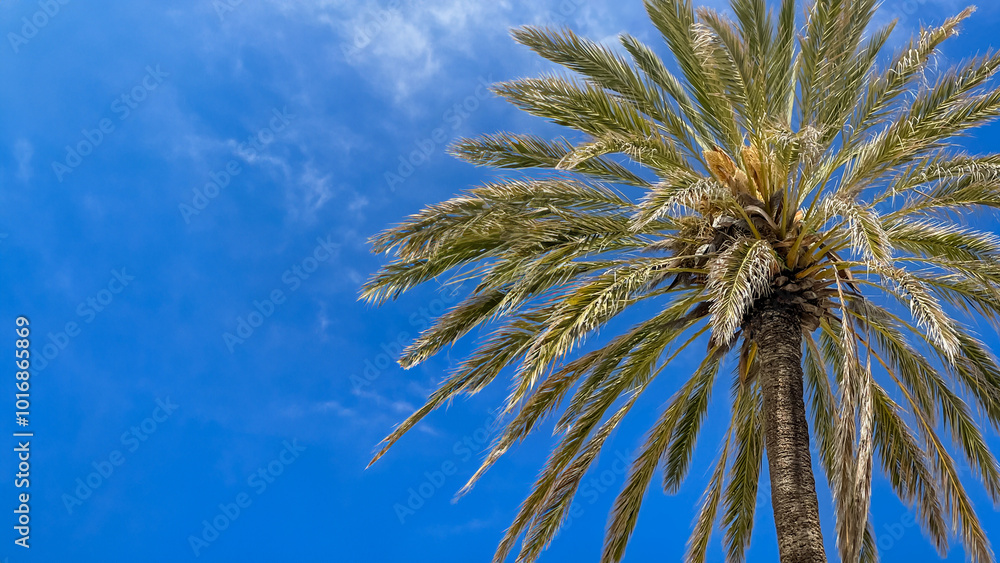 Tall palm tree against a clear blue sky, symbolizing tropical vacations and relaxation, perfect for summer holiday promotions Tall palm tree against a clear blue sky, symbolizing tropical vacations and relaxation, perfect for summer holiday promotions