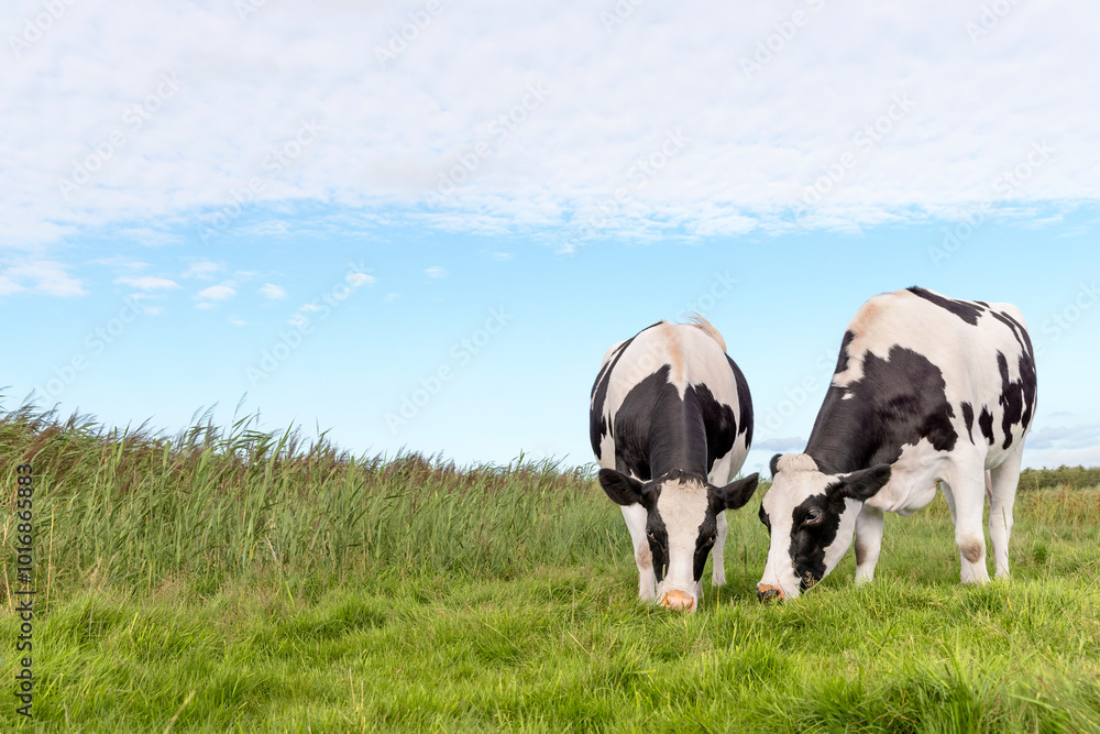 Two cows grazing black and white, heads side by side in a field under a blue sky