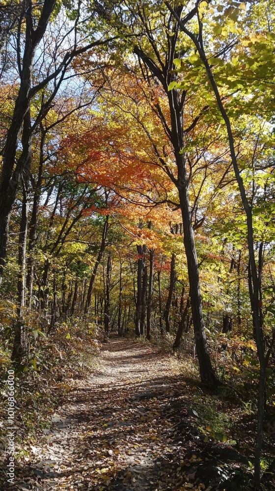 Autumn walk along a tranquil forest path under vibrant foliage in sunlight Autumn walk along a tranquil forest path under vibrant foliage in sunlight