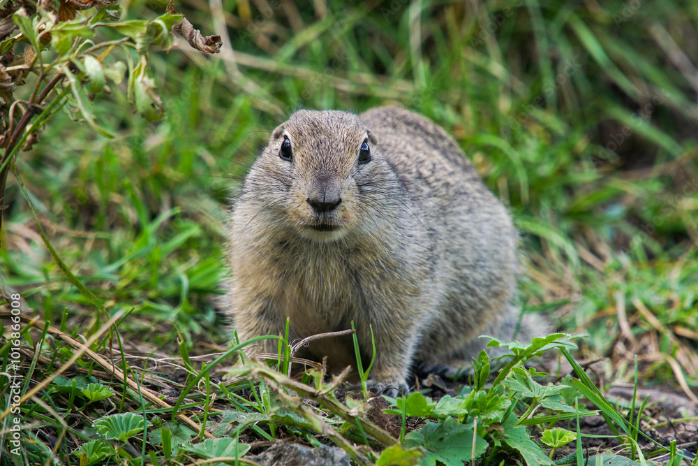 The gopher sits on the ground near its burrow. Gopher climbed out of his hiding place. Gopher close-up. The gopher sits on the ground near its burrow. Gopher climbed out of his hiding place. Gopher close-up.