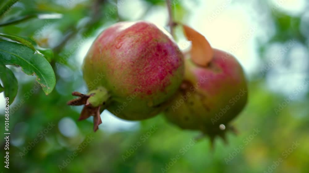 Close up of wet pomegranate growing on a tree Close up of wet pomegranate growing on a tree