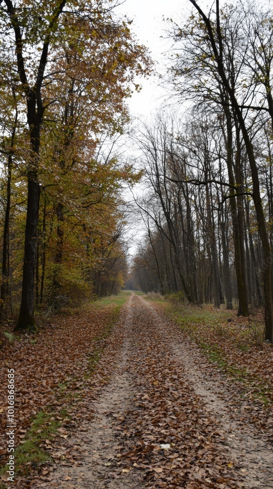 Exploring a tranquil forest path adorned with autumn leaves on a quiet day Exploring a tranquil forest path adorned with autumn leaves on a quiet day