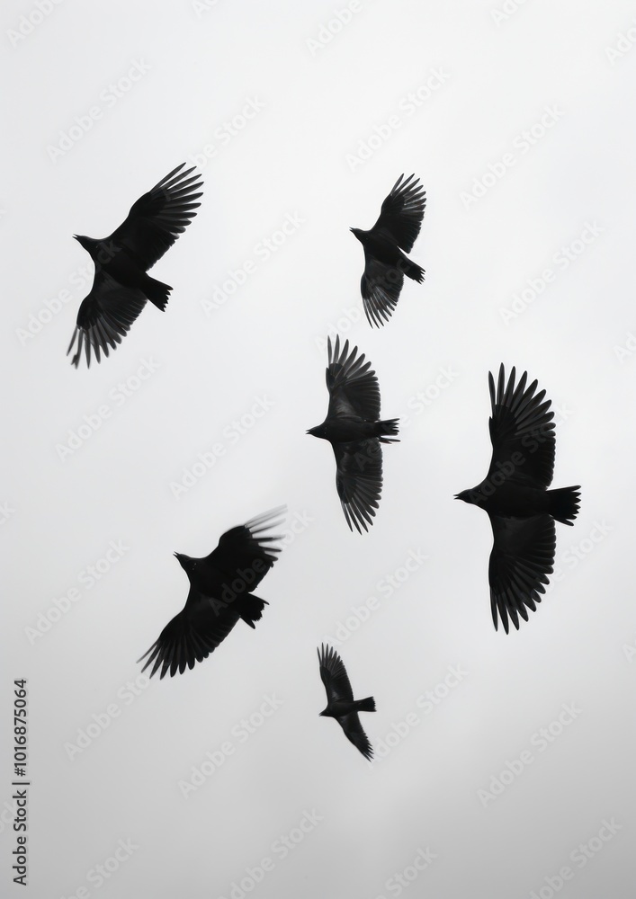 Fototapeta premium A lot of birds in the sky animal motion flying.