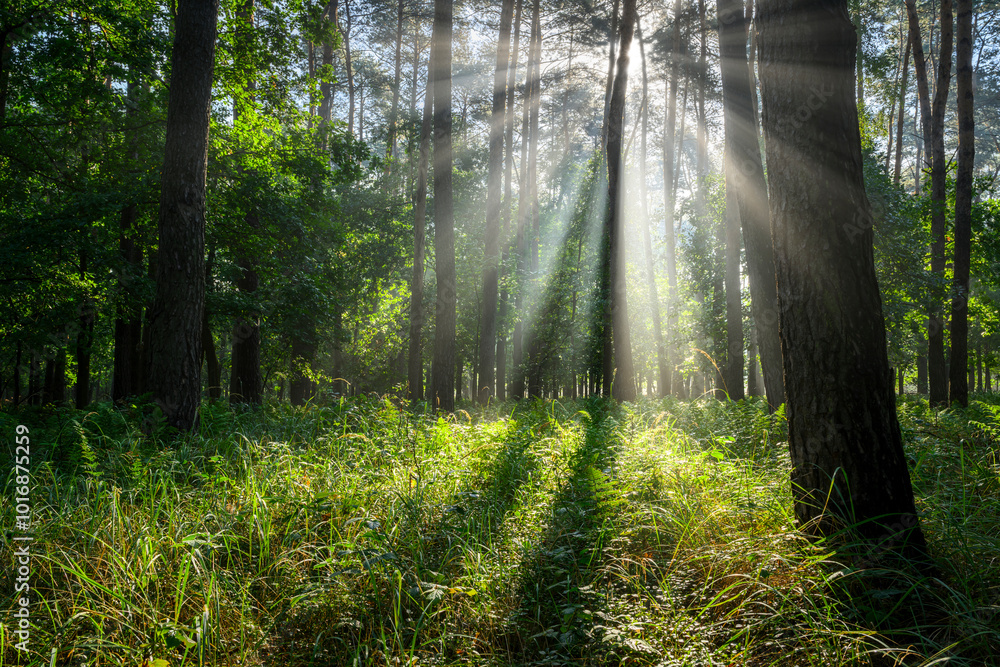 Obraz premium Beautiful sunny morning in green forest