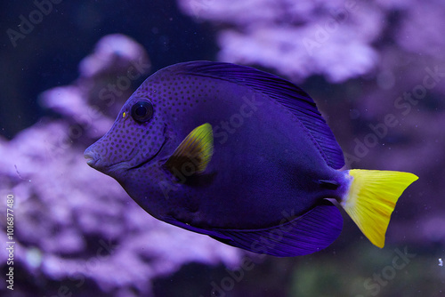 Zebrasoma xanthurum, fish, Dori