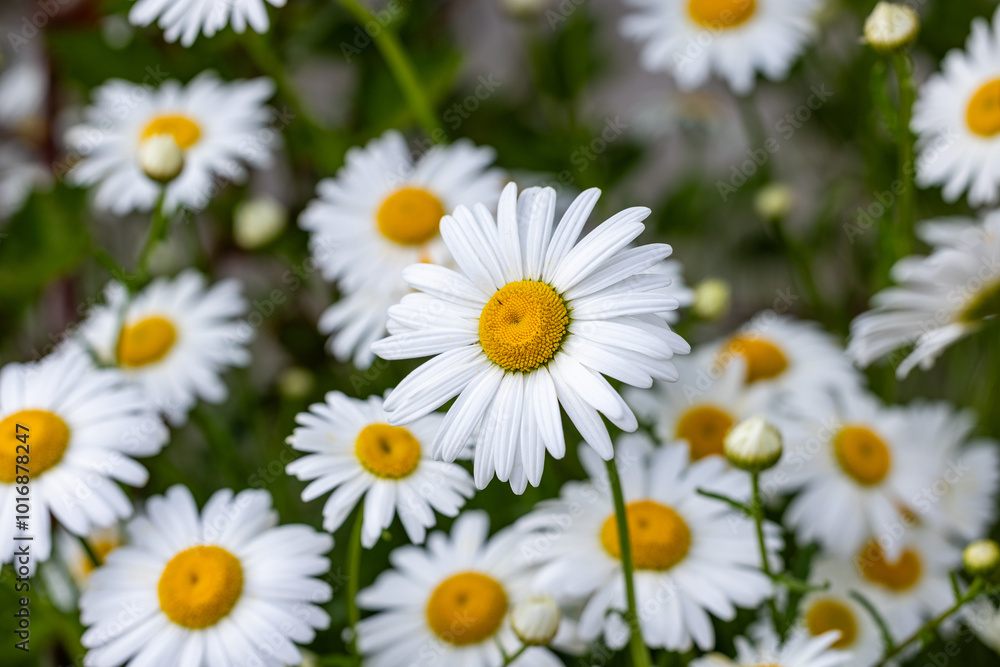 White daisy flower blooming in garden surrounded by others White daisy flower blooming in garden surrounded by others