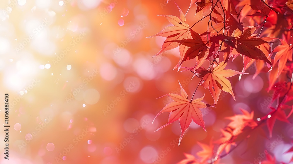 red maple leaves in the garden with copy space for text, natural colorful background red maple leaves in the garden with copy space for text, natural colorful background