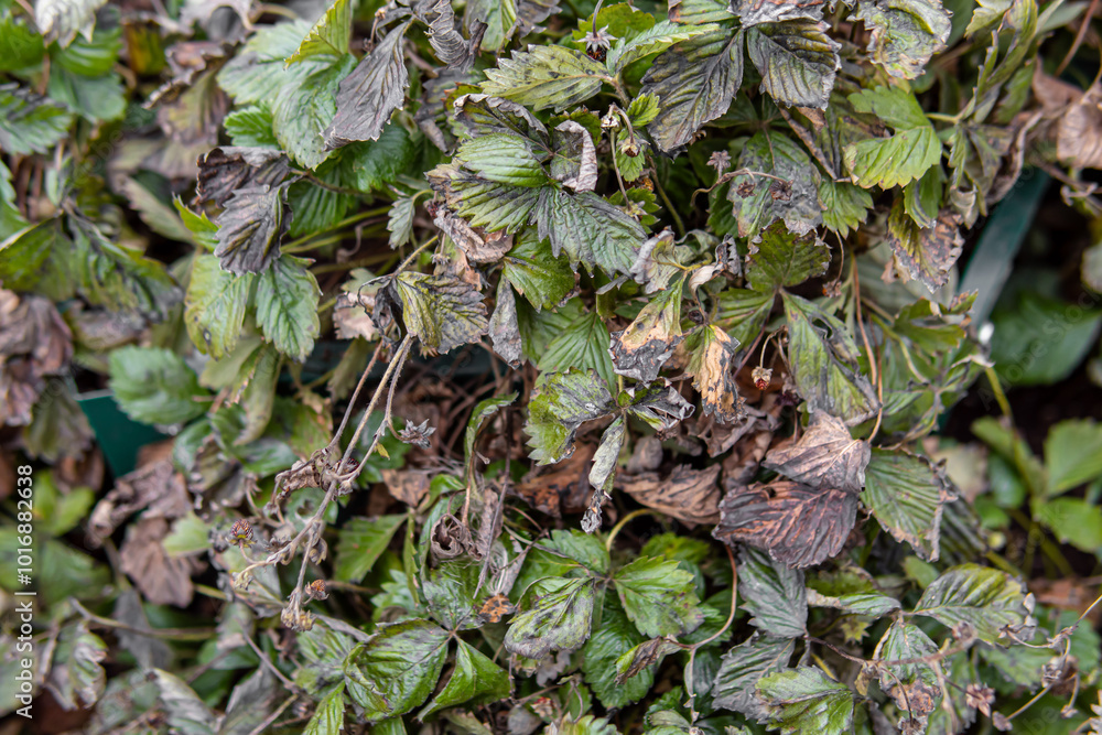 Strawberry bushes after frosts. Wilted strawberry leaves in autumn Strawberry bushes after frosts. Wilted strawberry leaves in autumn