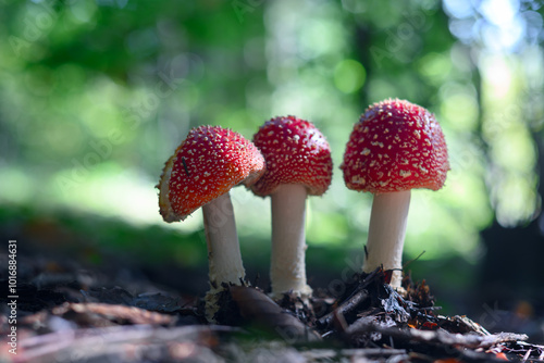 Canvas Print Three fly agaric mushrooms (Amanita muscari) in summer forest