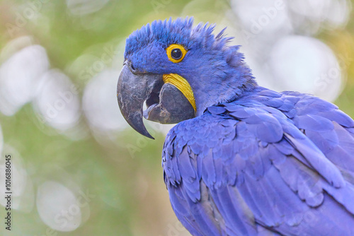 Funny parrot hyacint with light background