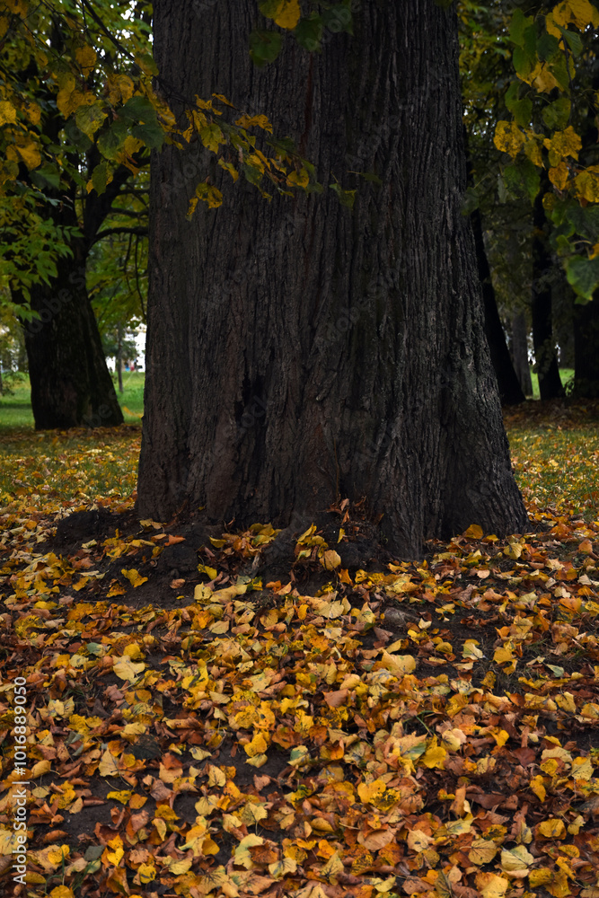 autumn leaves on the ground