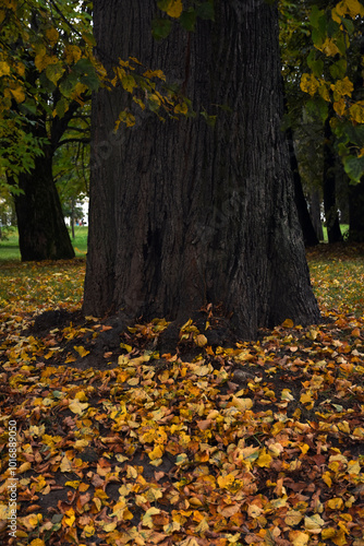 Obraz na płótnie autumn leaves on the ground w salonie