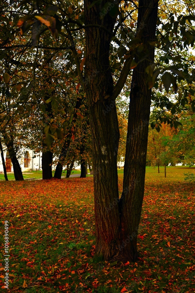 autumn trees in the park