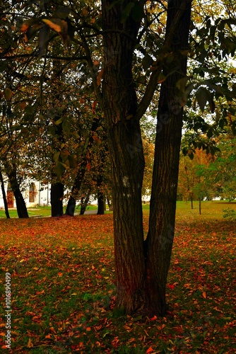 Obraz na płótnie autumn trees in the park w salonie