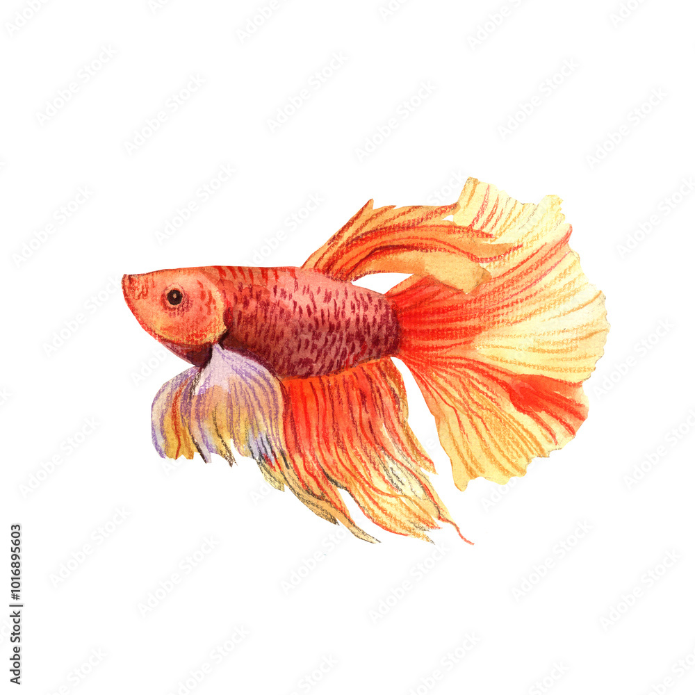 Fototapeta premium Watercolor goldfish isolated on white background