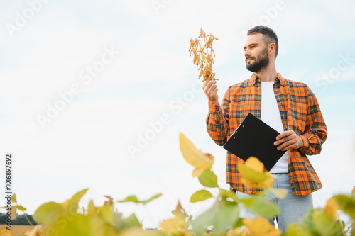 Farmer agronomist in soybean field checking crops before harvest. Organic food production and cultivation photo