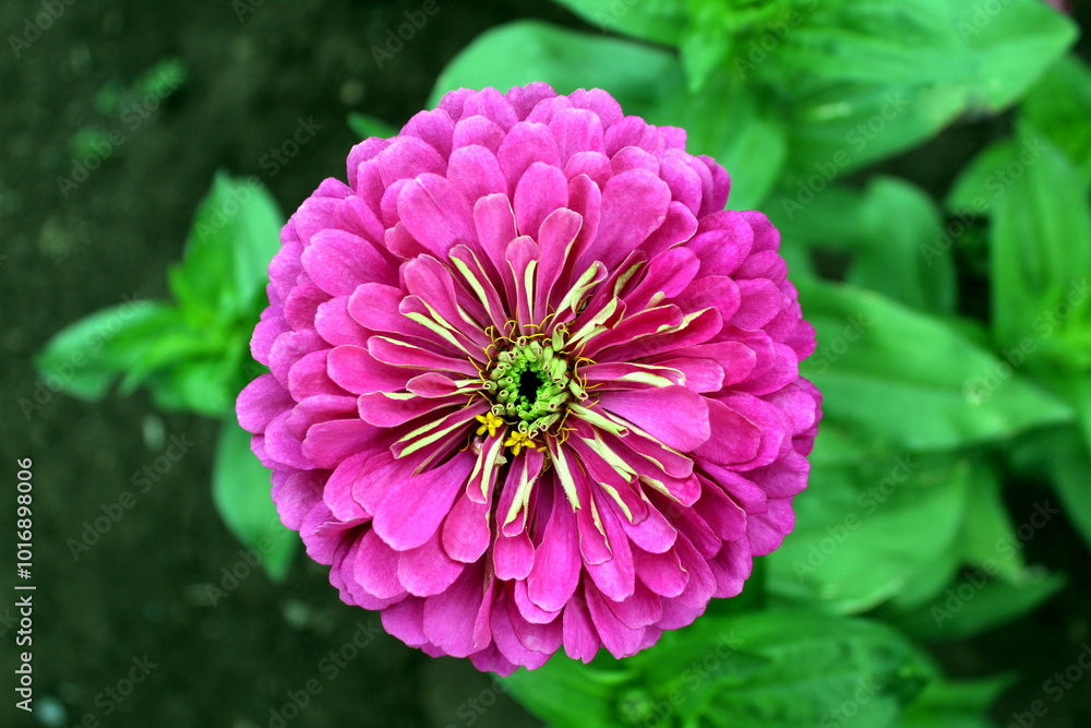 Fototapeta premium The pink zinnia flower bloomed in the open air.