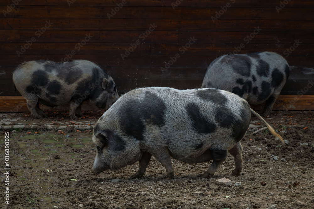 Viet nam pig near wooden fence in mud in summer day Viet nam pig near wooden fence in mud in summer day