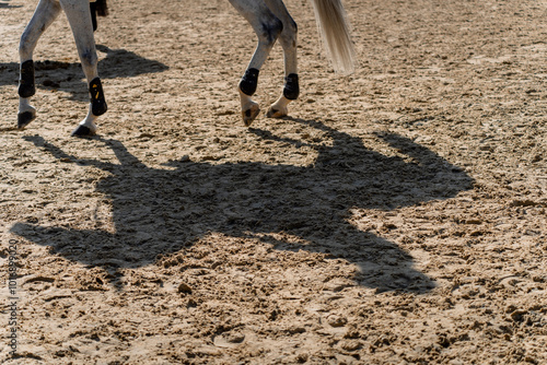 Shadow and silhouette of a grey showjumping competition horse in the arena photo